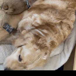 Golden Retriever puppies from Assurance Golden Retrievers