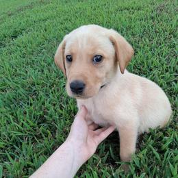 Cam (black collar) - Yellow male Labrador Retriever puppy in Commerce, Oklahoma from Standing Water Kennels