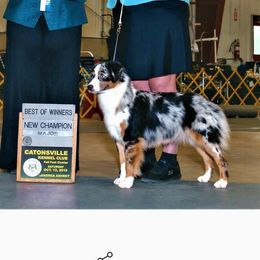 Lillian - Miniature American Shepherd