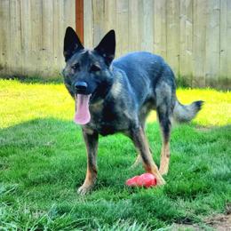 Charlie - German Shepherd