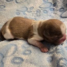 Parti Boy - Gold and white male Shih Tzu puppy in Oakville, Washington from Garrard Creek Shih Tzus
