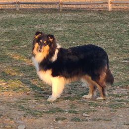 Autumn - Collie