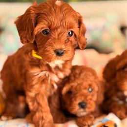 Mocha - Brown female Cavapoo puppy in Dickerson, Maryland from Pawsome Aussie Doodles and Oodles