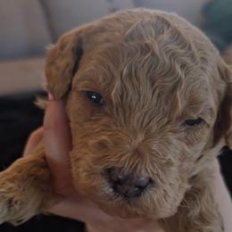 Hugo - Apricot male Goldendoodle puppy in Red Oak, Iowa from Fisher Pups-Stay Golden with a Doodle