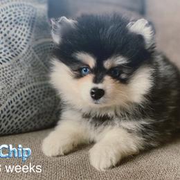 Chocolate Chip - Black and white male Pomsky puppy in Winston, Oregon from Arctic Tails Spitz