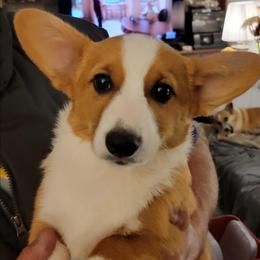 Girl 1 - Joy - Red female Pembroke Welsh Corgi puppy in Poplar, Wisconsin from Tshandra Corgis
