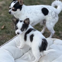 Adam CKC - Blue and white male Chihuahua puppy in Amity, Pennsylvania from Rhoda and Verna
