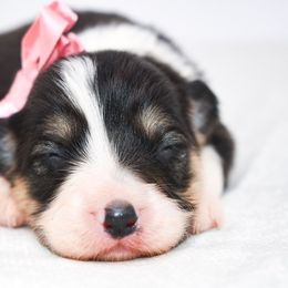 Wisp - Black and tan female Pembroke Welsh Corgi puppy in San Antonio, Texas from Moxxi's Legacy Corgis