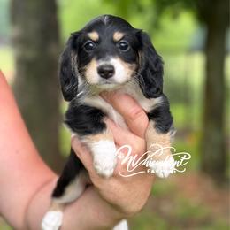Black 1 -2150 - Black and cream female Dachshund puppy in Nashville, Arkansas from Whisenhunt Farms