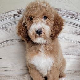 Payback (Brown Collar) - Apricot male Goldendoodle puppy in Scurry, Texas from 07 Seven Oaks Goldens and Doodles