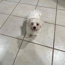 Bichon Frise puppies from Tammy's Bichon Frise