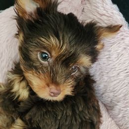 Reese - Chocolate and tan male Yorkshire Terrier puppy in Newport News, Virginia from Ty-Shea Designs Yorkies and More LLC