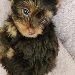 Reese - Chocolate and tan male Yorkshire Terrier puppy in Newport News, Virginia from Ty-Shea Designs Yorkies and More LLC