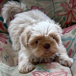 Lavendar girl - Cream and white female Shih Tzu puppy in Berkeley Springs, West Virginia from Sandridge Shih Tzus