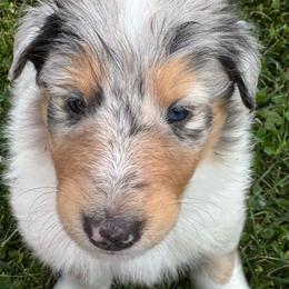 Clover - Blue merle male Collie puppy in Richmond, Kentucky from Puppy Dog City