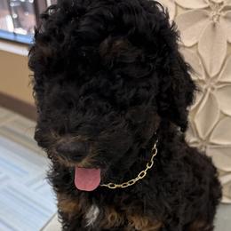 Poodles from Timberlea kennels