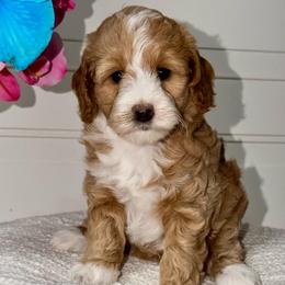 Cherries - Red  female Goldendoodle puppy in Beecher, Illinois from Erica’s Doodles