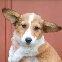 Tumblr - Sable male Pembroke Welsh Corgi puppy in Saint George, South Carolina from Carolina cotton candy corgis