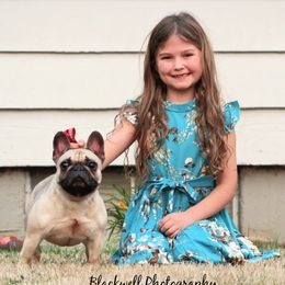 French Bulldog puppies from Leash Candy Frenchies