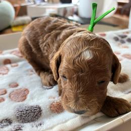 Rabbit - Red and white male Cockapoo puppy in Adrian, Oregon from ApplebyFarm