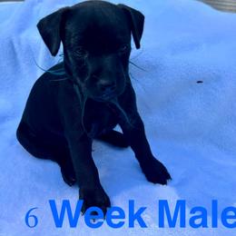 Patterdale Terrier Puppies from Patterdales For You!