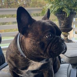 Charlie - French Bulldog