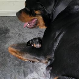 Rottweiler Puppies from Rottbies