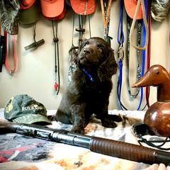 Boykin Spaniel Puppies from Bayhill Boykins