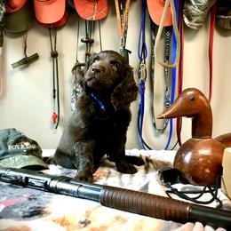 Boykin Spaniel Puppies from Bayhill Boykins