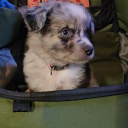 Buzz - Blue merle male Miniature Australian Shepherd puppy in Arlington, Texas from CopperHead Aussies