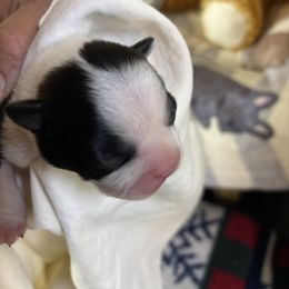 Chad - Black and white male Boston Terrier puppy in Alabama from Southern Bulldogs
