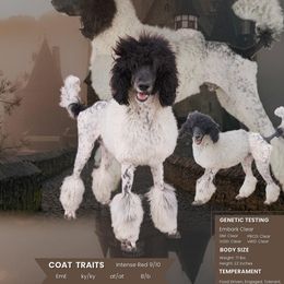 Windsor - Poodle