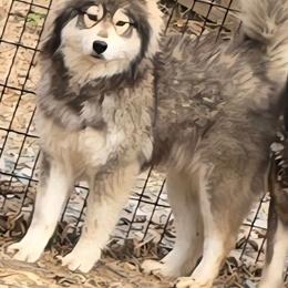 Callie - Siberian Husky