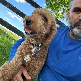Maya - Goldendoodle