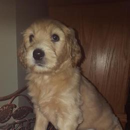 Goldendoodle Puppies from Goldhaly Peach Doodles