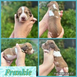 Frankie - Cream male Dachshund puppy in Wichita Falls, Texas from Long Dogs in The Falls