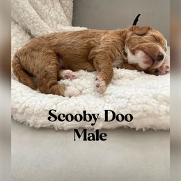 Scooby Doo - Red  Goldendoodle puppy in South Jordan, Utah from Diamond Companions