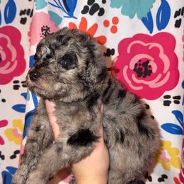 Dasher - Gray male Poodle puppy in Mtn Rest, South Carolina from Stocktons Doxies & Poodles
