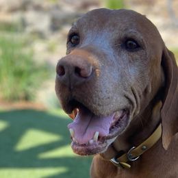 Caramel Cupcake - Vizsla