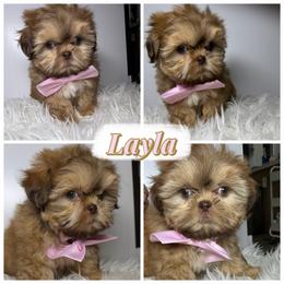 Layla - Liver female Shih Tzu puppy in Austin, Texas from Shih Tzu’s  ‘N’ Love