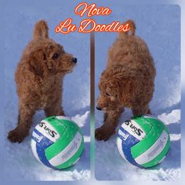 Goldendoodle Puppies from Lu Doodles