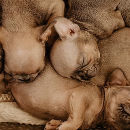French Bulldogs from A BeautiBull Mess
