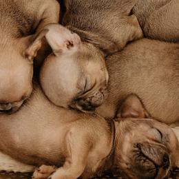 French Bulldogs from A BeautiBull Mess