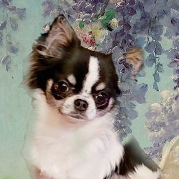 Chihuahua puppies from Starmist Chihuahuas