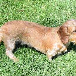 Ezmae - Dachshund