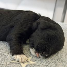 Light Blue - Black female Schnoodle puppy in Saint Augustine, Florida from Gunnie Luv, LLC