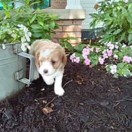Wheeler - male Cavapoochon puppy in Fredericksburg, Ohio from Timshell Farm: Specialty Crossbreed Puppies