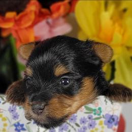 Yellow collar girl - Black and tan female Yorkshire Terrier puppy in Jacksonville, Florida from Yorkieology