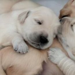 Golden Retriever Puppies from Darmorr Golden's