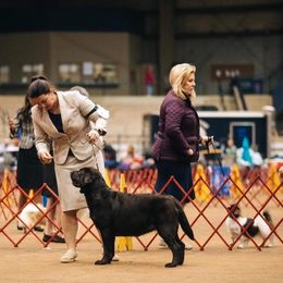 Labrador Retrievers from Backwoods Pond Labradors LLC